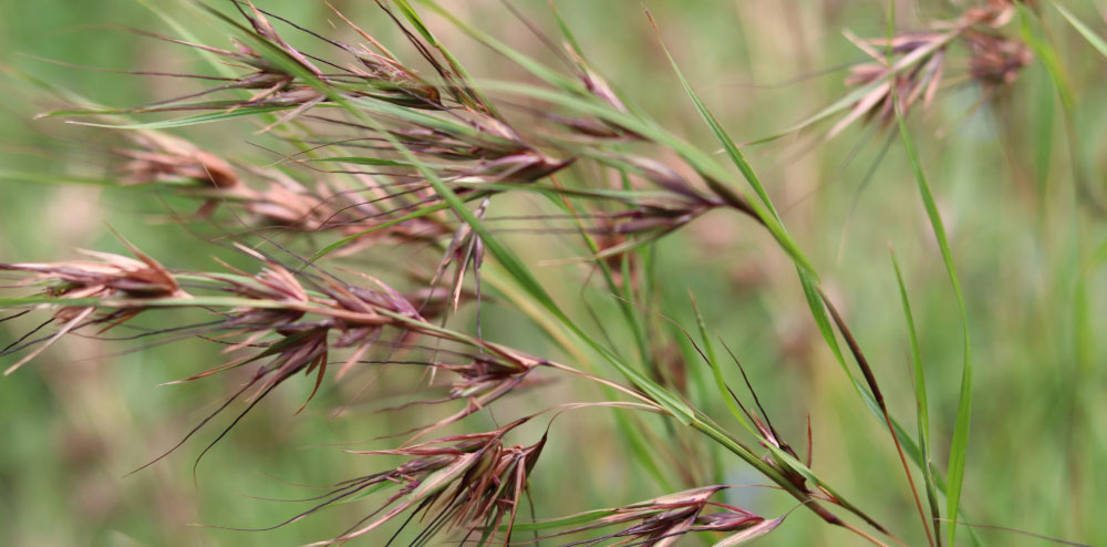 kangaroo-grass.jpg